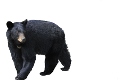 Black Bear